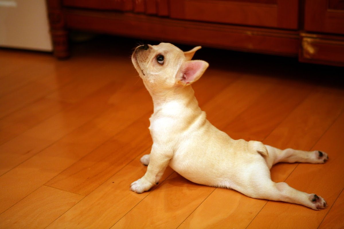 Ảnh chú chó tập yoga ngộ nghĩnh