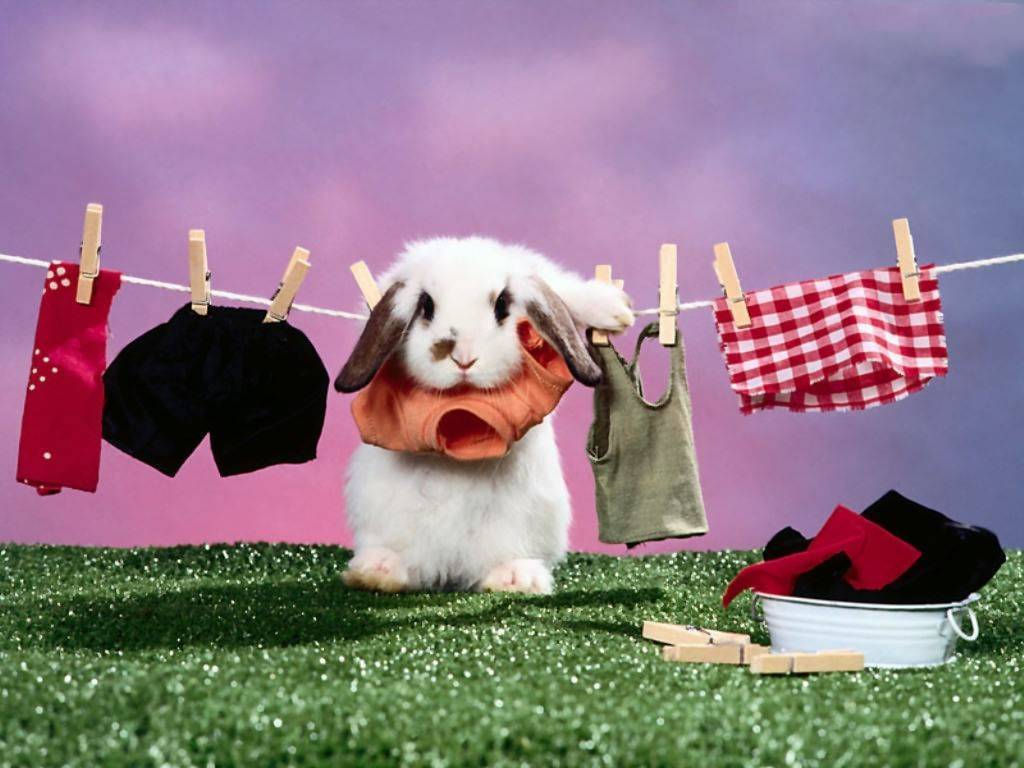 Ảnh chú thỏ phơi quần áo ngộ nghĩnh