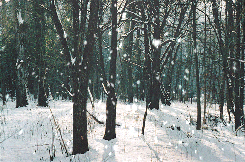 Ảnh động khu rừng tuyết rơi đẹp