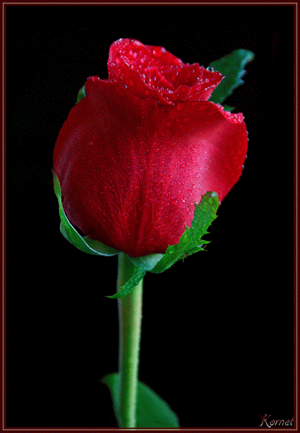 Hình ảnh động bông hoa hồng đẹp (2)
