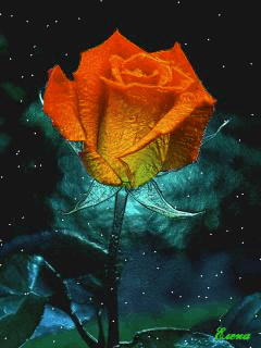 Hình ảnh động bông hoa hồng đẹp