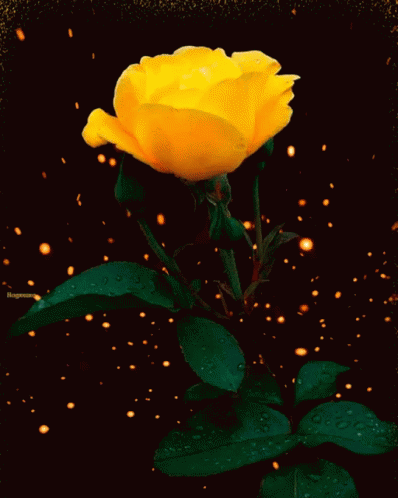 Hình ảnh động bông hoa hồng vàng đẹp