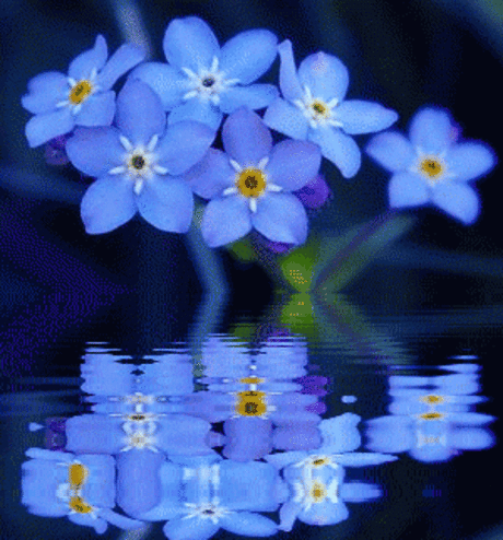 Hình ảnh động đẹp bông hoa đổ bóng xuống mặt nước long lanh
