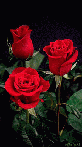 Hình ảnh động những bông hồng chuyển động đẹp