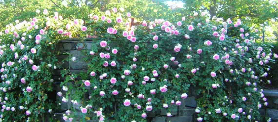 Hình ảnh hoa hồng leo tường đẹp