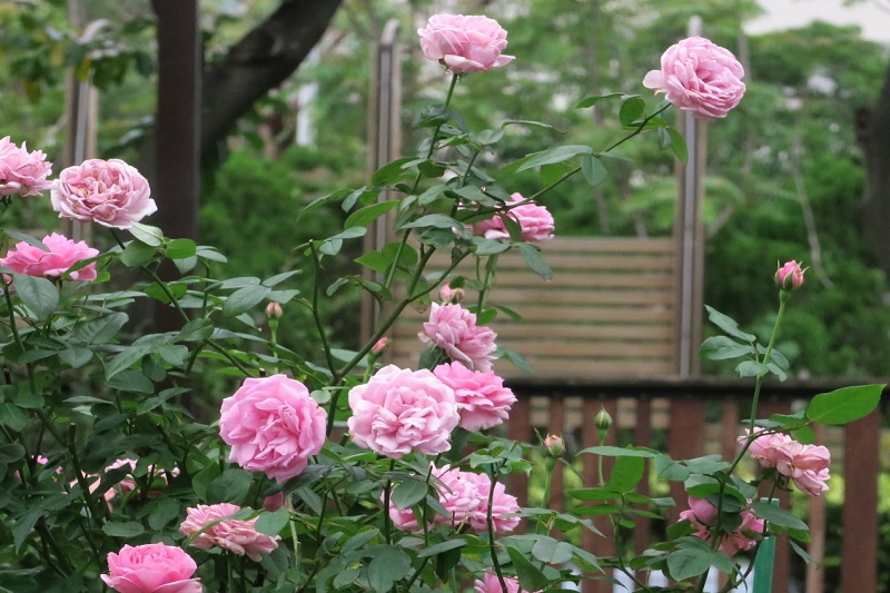 Hình ảnh hoa hồng trong vườn