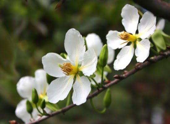 Hình ảnh hoa mai trắng