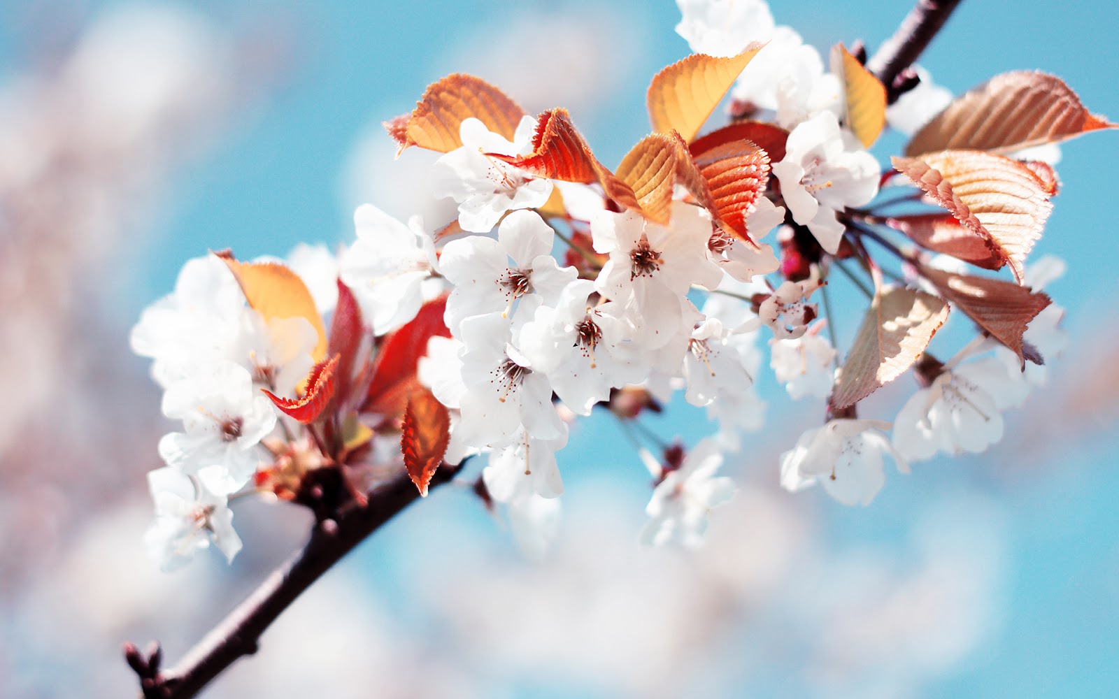 Hình nền mùa xuân hoa trắng đẹp