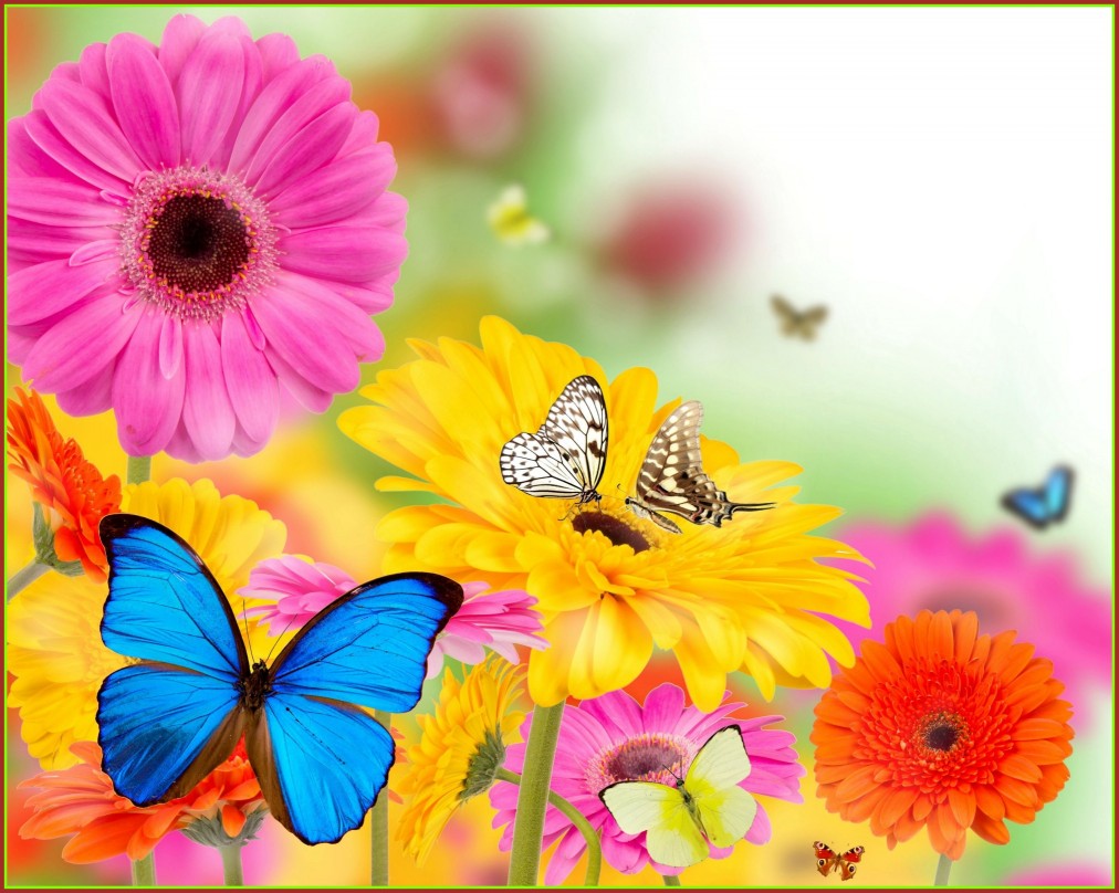 Hình ảnh hoa bướm mùa xuân