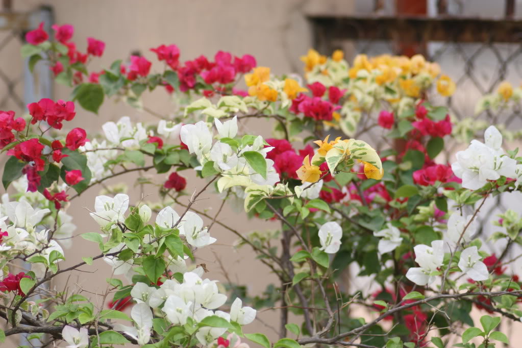 Hình ảnh hoa giấy Việt nam đẹp nhất