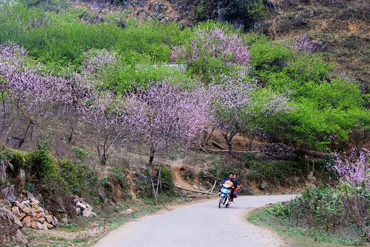 Ảnh đẹp Sa Pa - cung đường mùa xuân