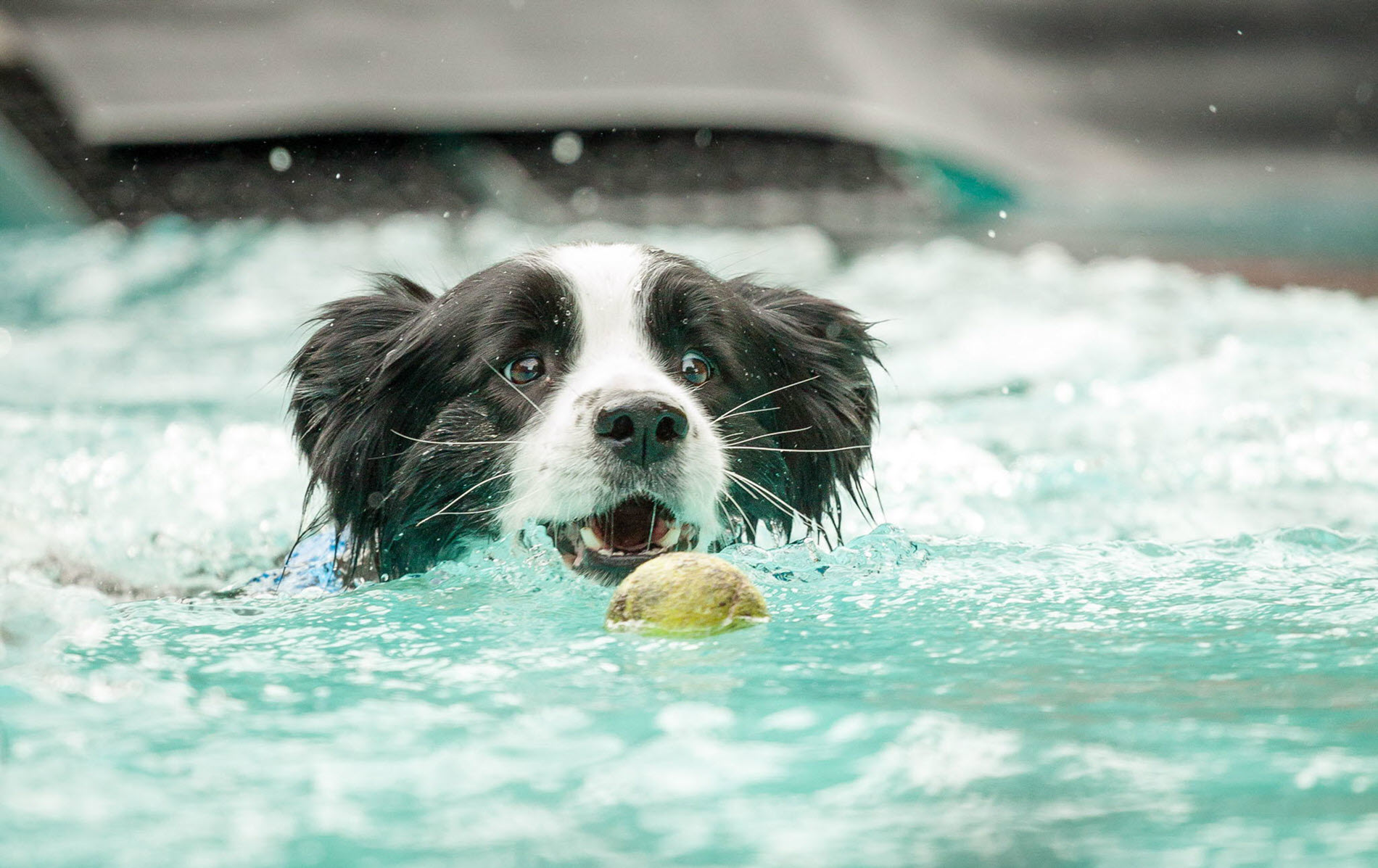 Hình nền chú chó chơi đùa dưới nước
