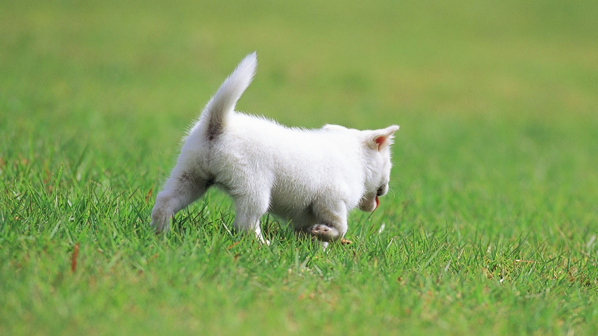 Hình nền chú chó chơi đùa trên bãi cỏ đẹp