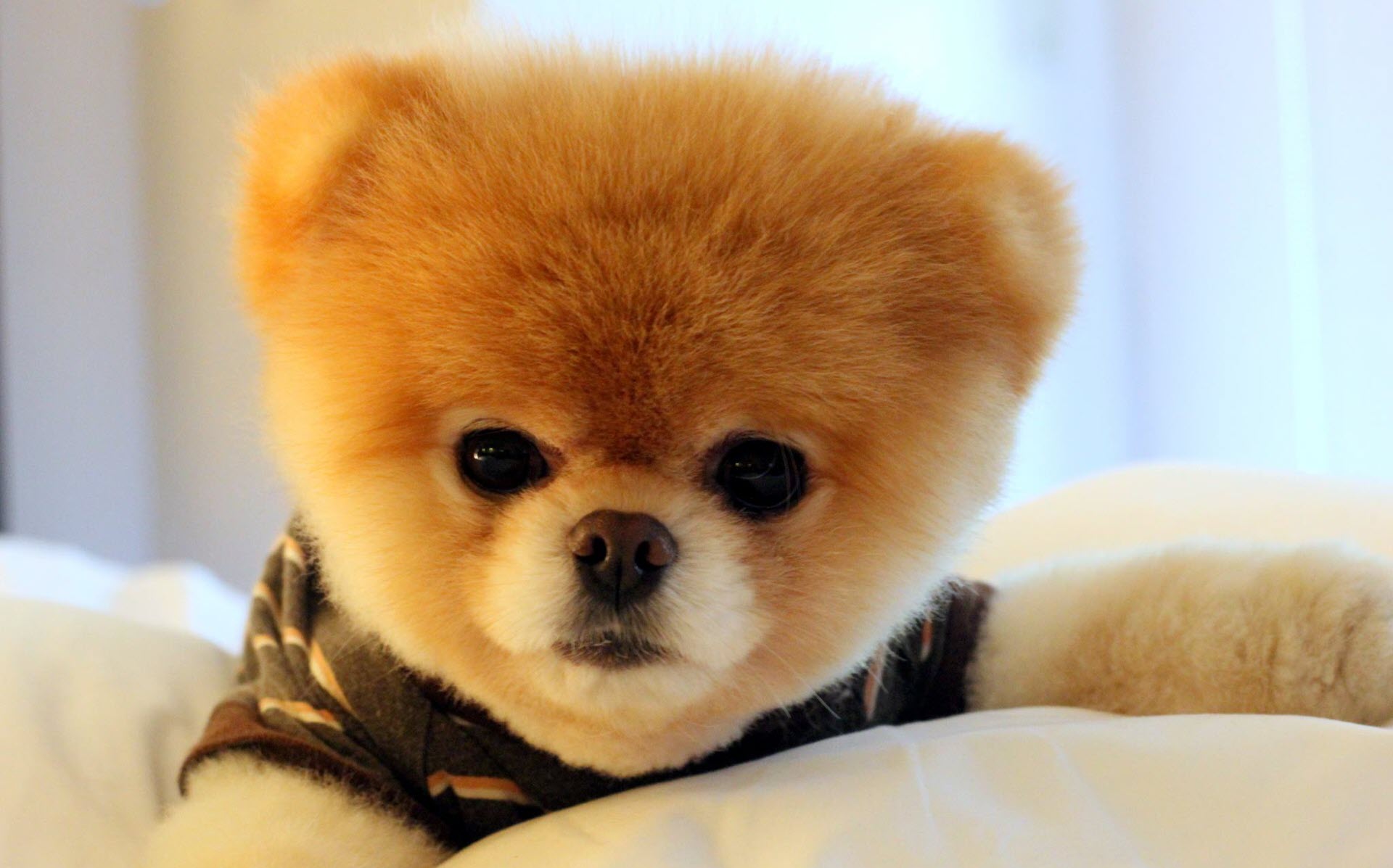 Cập Nhật 1001 Hình Ảnh Chó Con Siêu Cute Dễ Thương Ngộ Nghĩnh Nhìn Là Mê