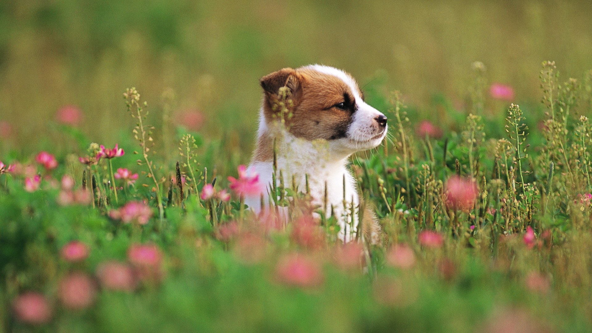Hình nền chú chó giữa vườn hoa đẹp