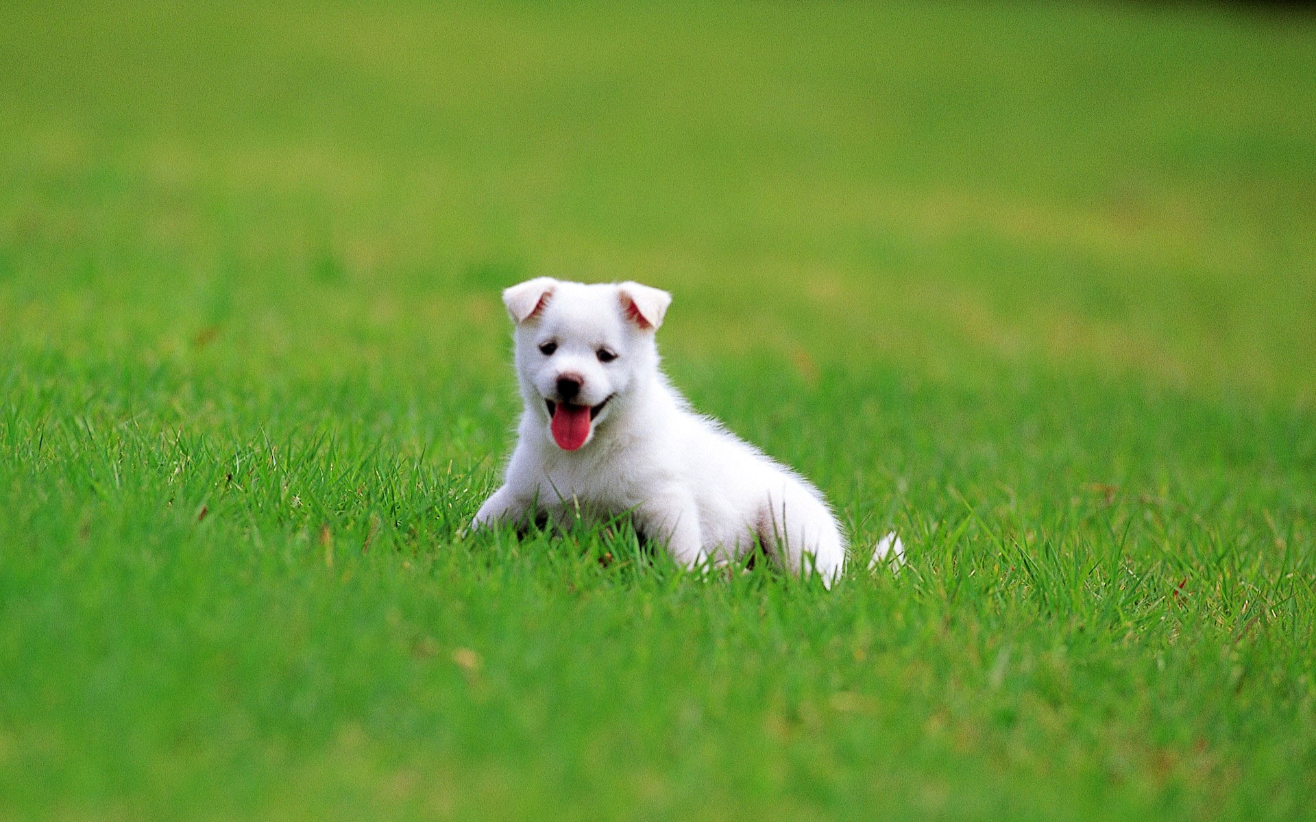 Hình nền chú chó trắng trên bãi cỏ xanh