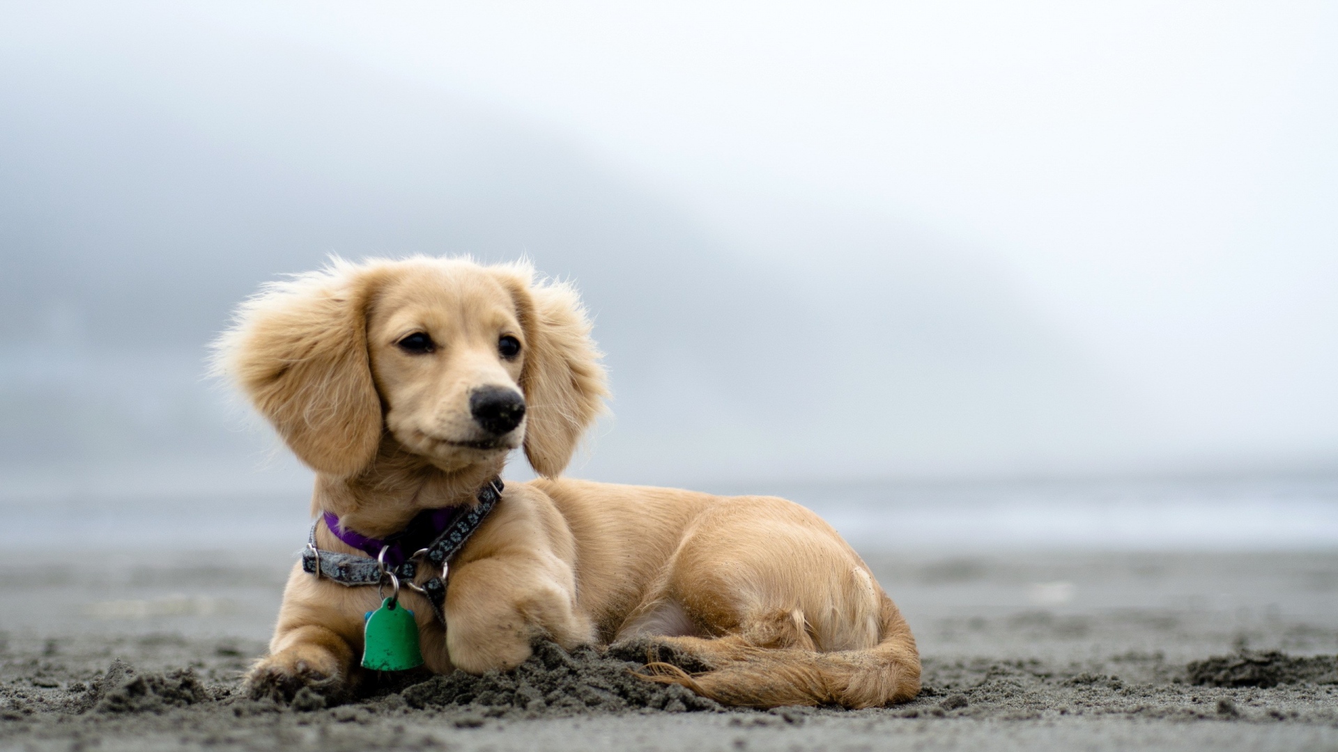 Hình nền chú chó trên bãi biển đẹp