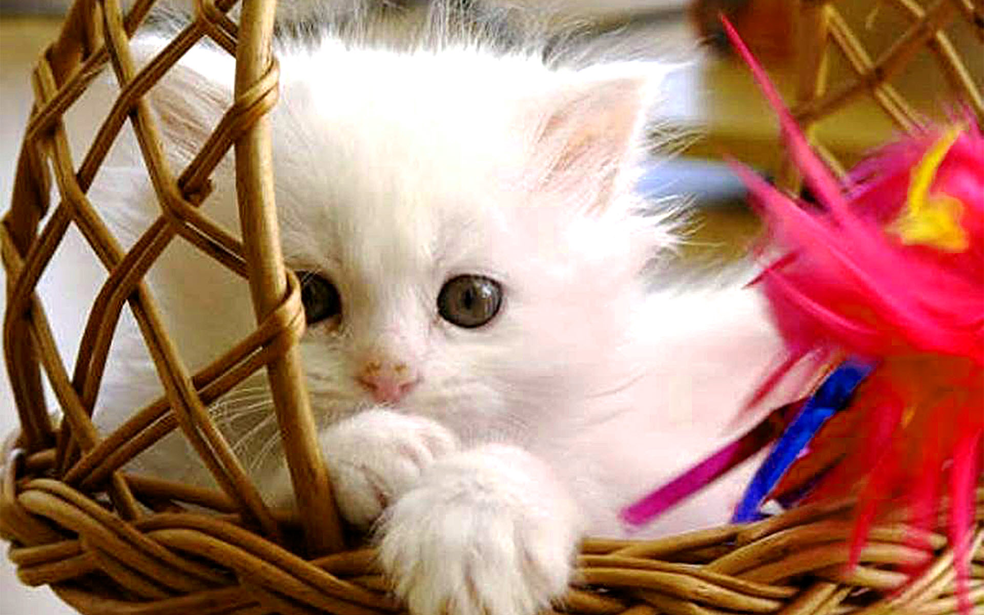 Ảnh Mèo Cute Dễ Thương Làm Tan Chảy Bao Trái Tim Yêu Pet