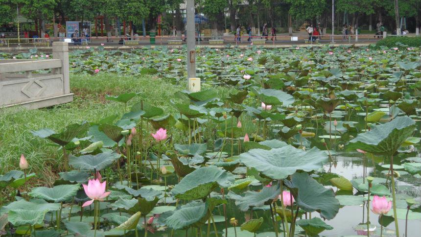 Người đẹp hóa trang hoa sen tại công viên Đầm Sen, Sài Gòn