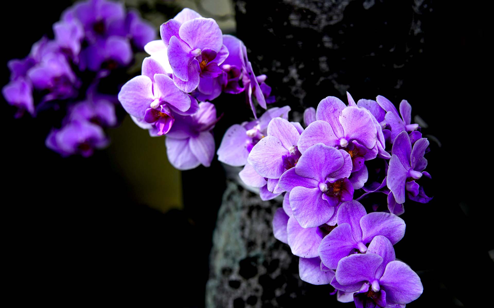 Cập nhật với hơn 102 hình nền các loại hoa tuyệt vời nhất  thdonghoadian