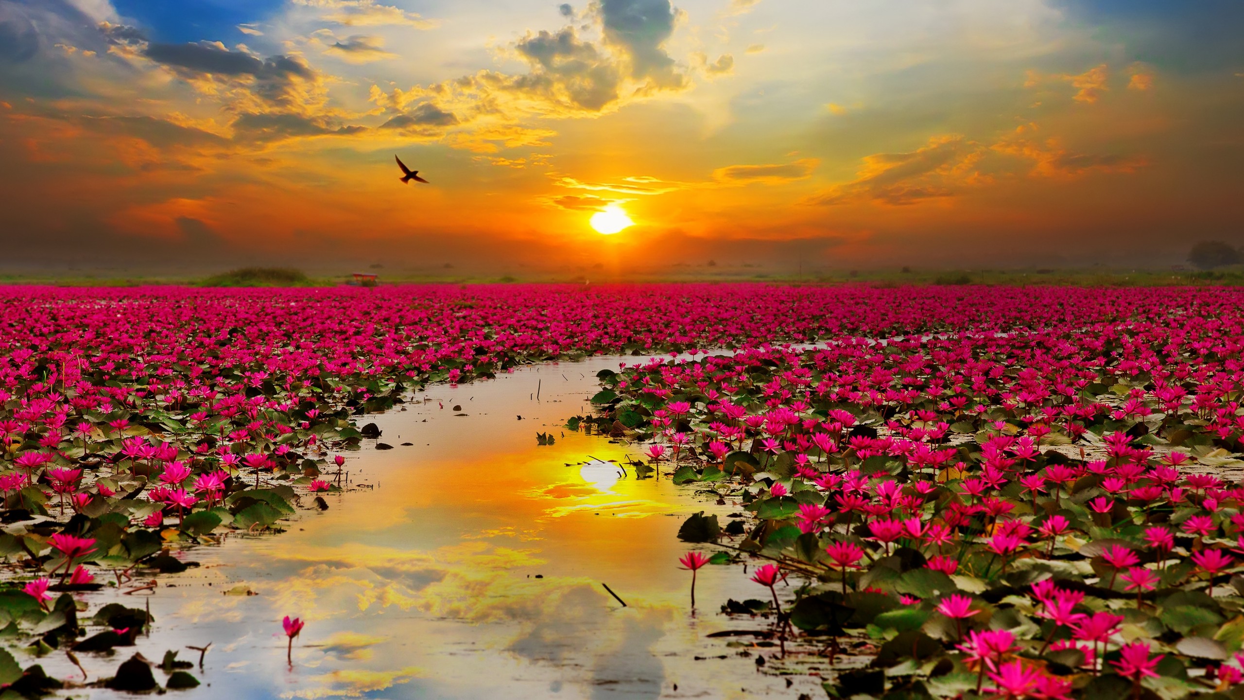 Hình hình họa hoa sen đẹp tuyệt vời nhất thế giới