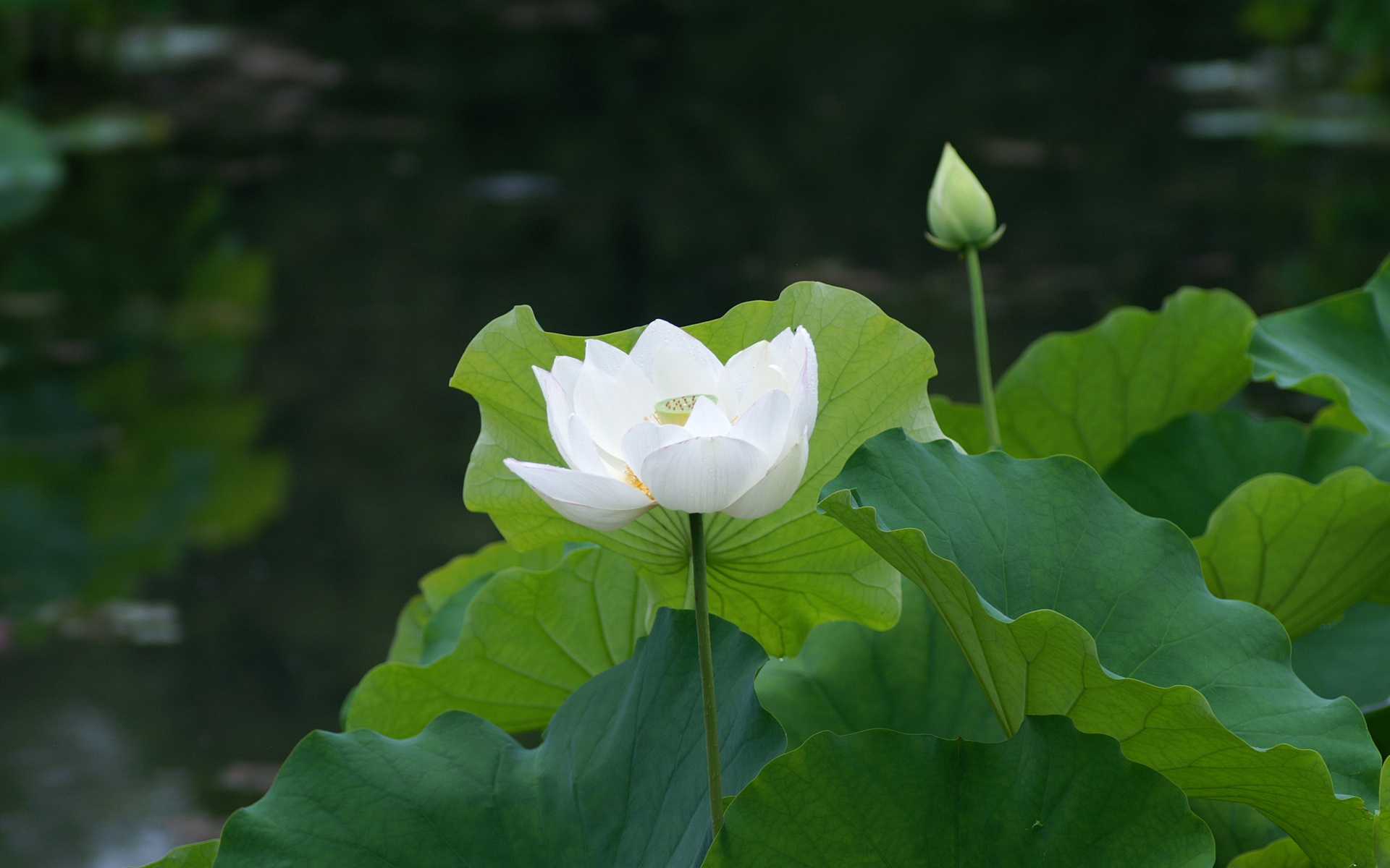 Hình hình họa hoa sen white đẹp