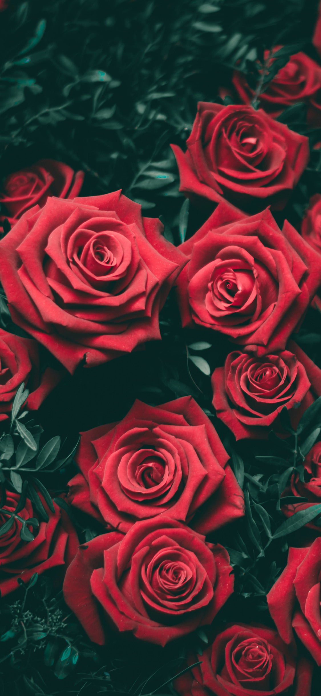 Hình nền hoa hồng cho iphone xs, xs max