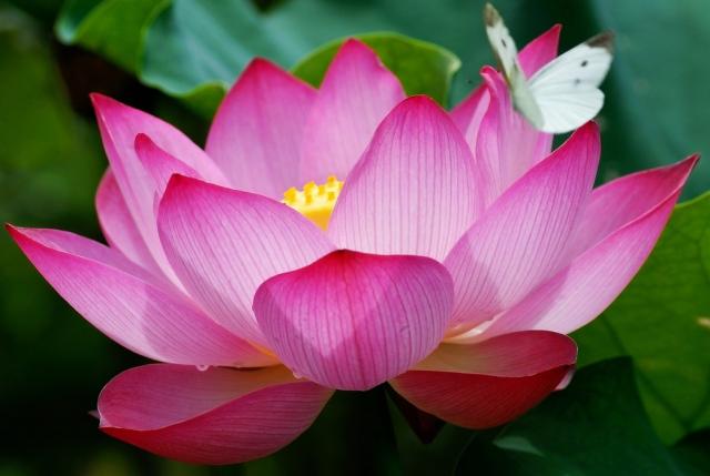 Lotus image