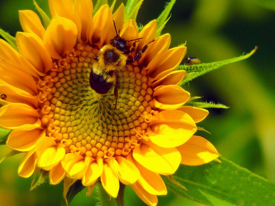 Hình ảnh đẹp hoa hướng dương và ong