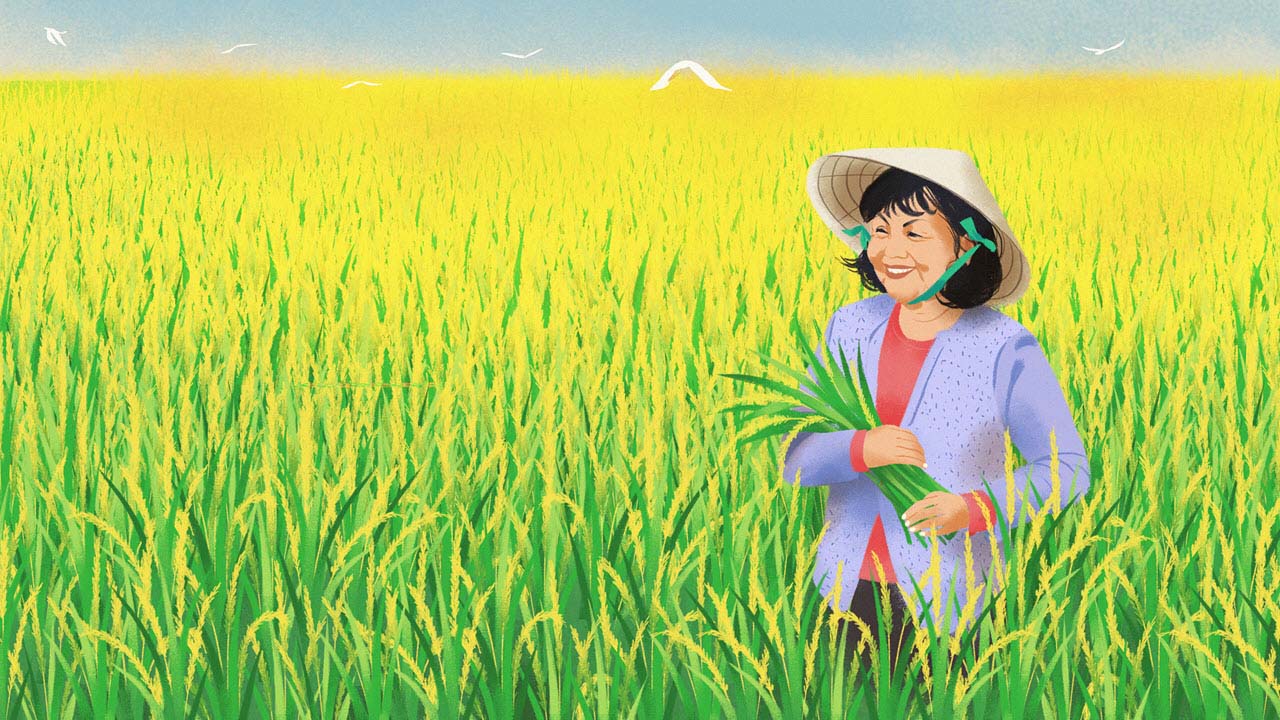Ảnh tranh vẽ cánh đồng lúa đẹp
