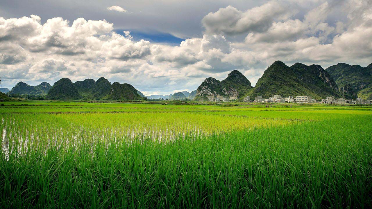 Hình ảnh về cánh đồng lúa