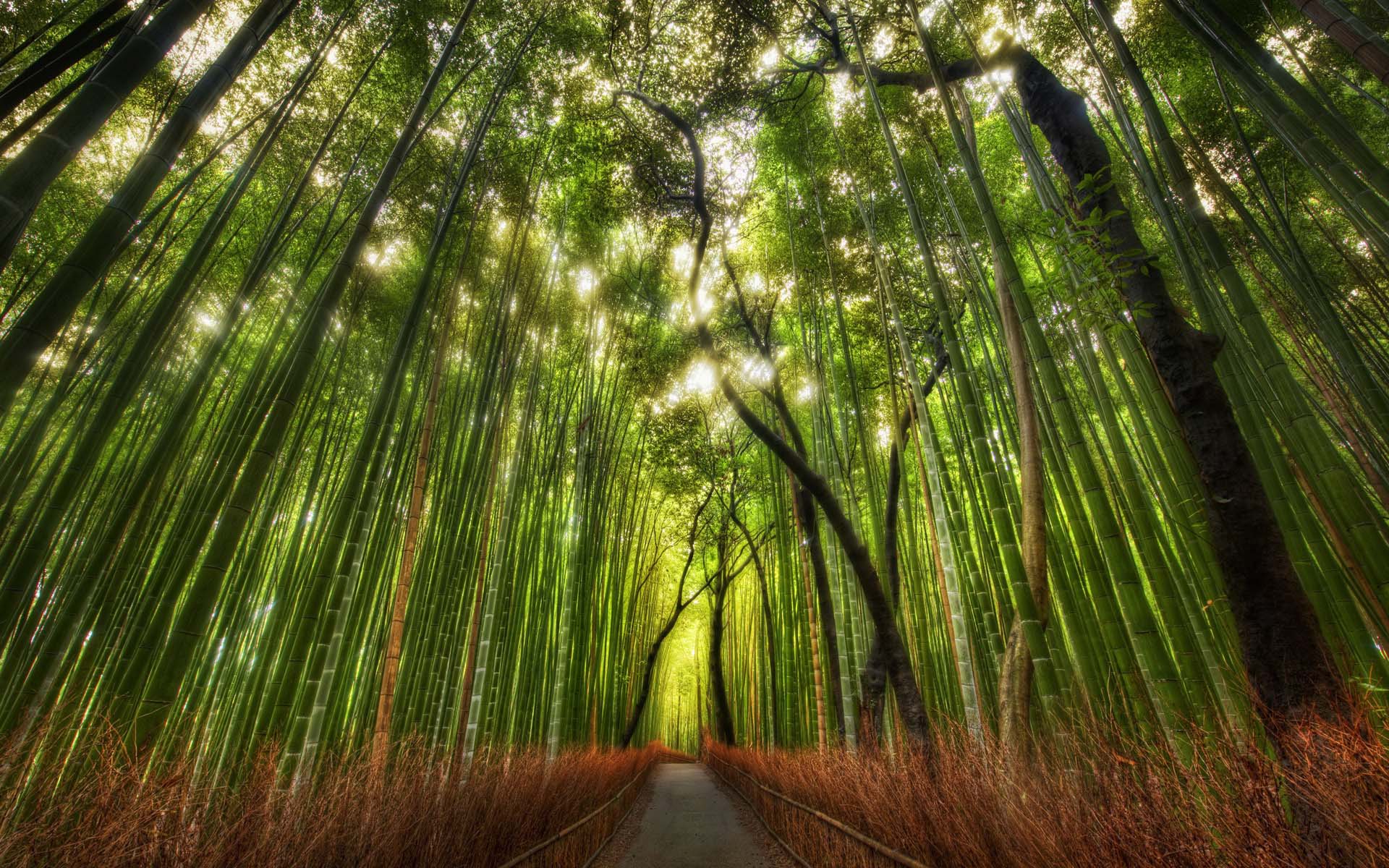 Bamboo nature wallpaper