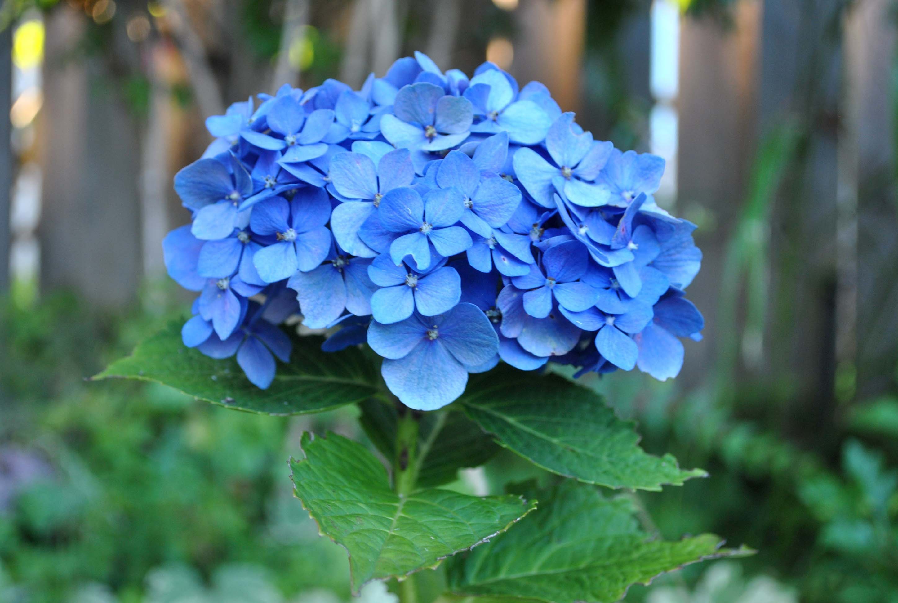 Blue flower wallpaper