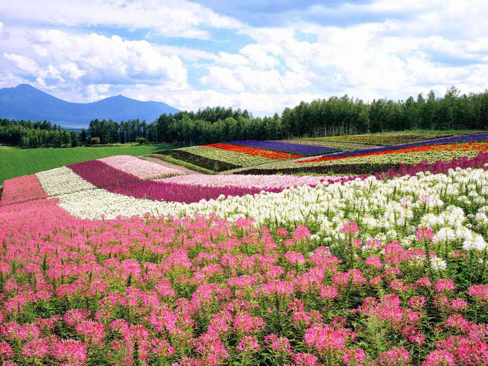 Colorful flower wallpaper