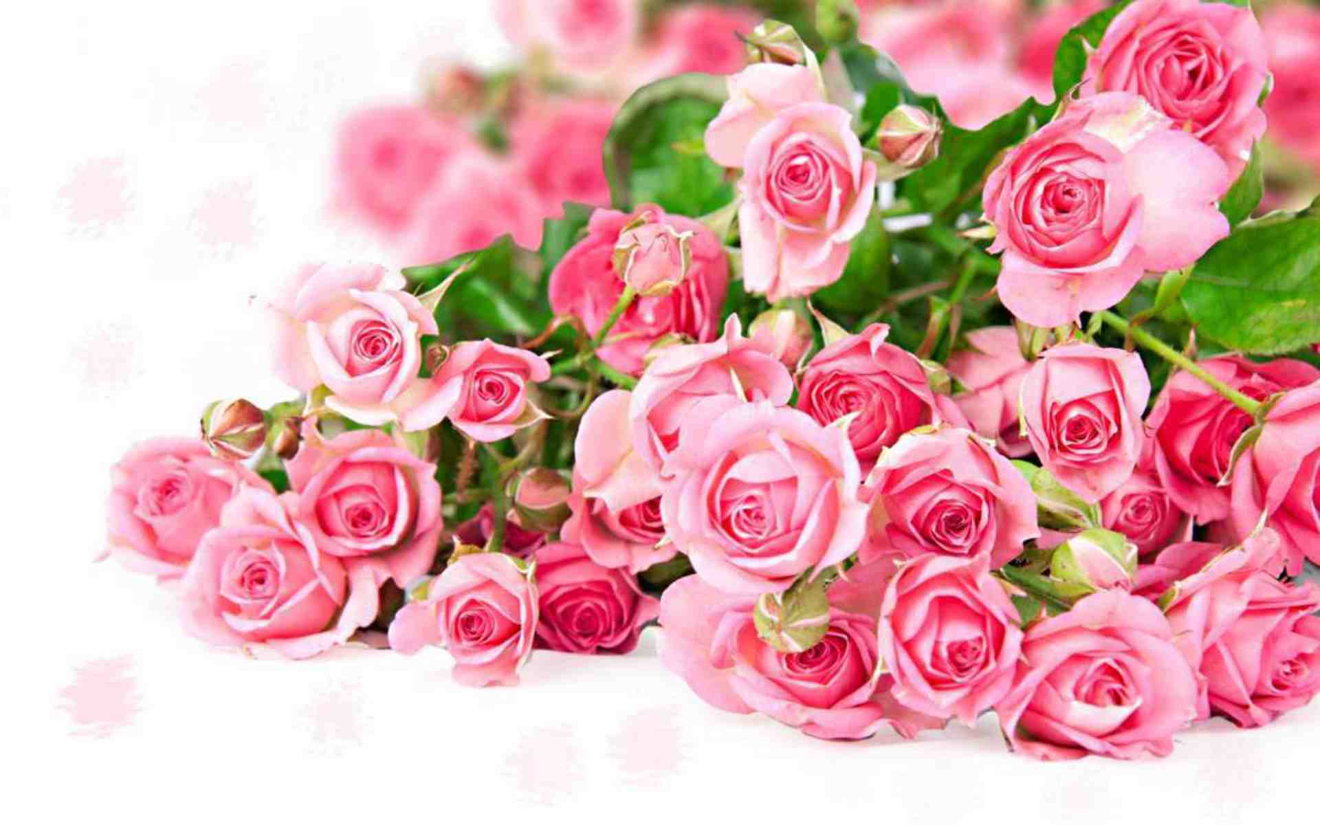Rose flower wallpaper