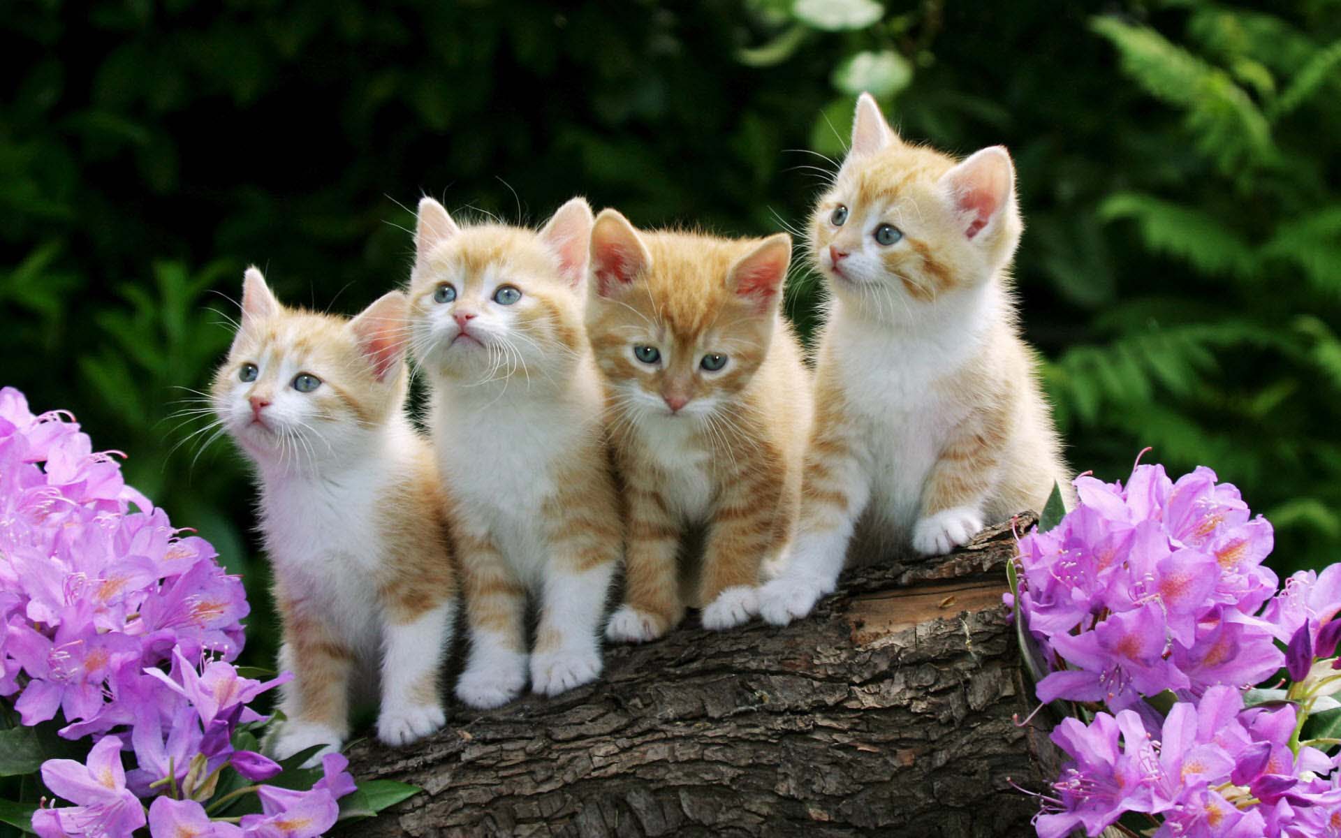 Top 50 hình nền mèo con đáng yêu dễ thương nhất thế giới  TRẦN HƯNG ĐẠO