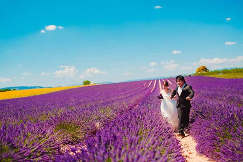 Cánh đồng hoa Oải hương tím địa điểm chụp ảnh cưới đẹp nhất