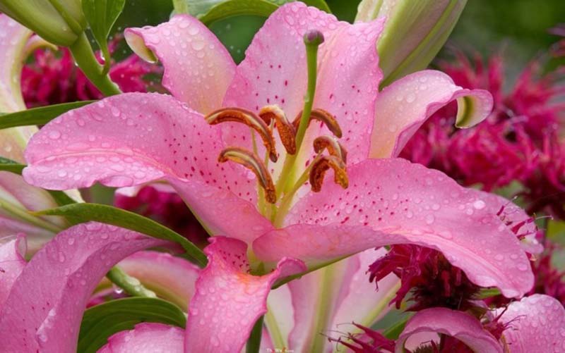 Ảnh hoa Ly đẹp - Tổng hợp những hình ảnh hoa Ly đẹp nhất