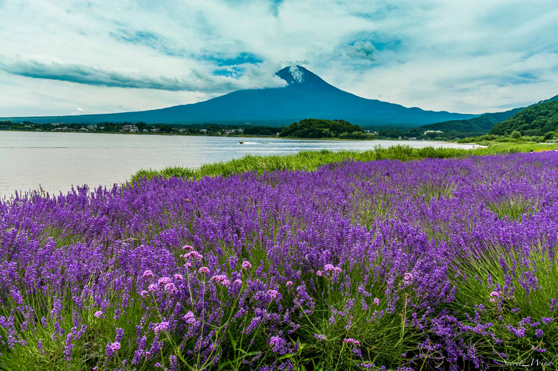 Hình ảnh hoa Oải hương đẹp mê hoặc ở núi Phú sĩ
