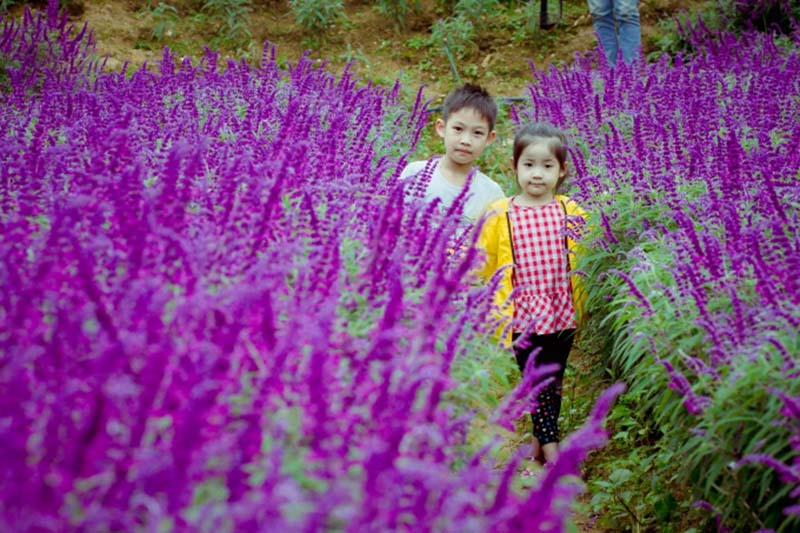 Những đứa trẻ dạo chơi ở khu vườn hoa Oải hương tím đẹp mê hồn
