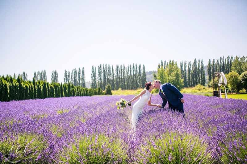 Tổng hợp hình ảnh chụp ảnh cưới ở cánh đồng hoa Oải hương London
