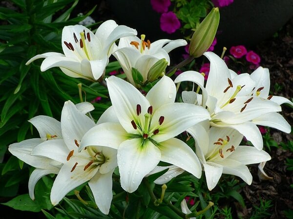 Tổng hợp hình ảnh hoa Ly trắng đẹp nhất