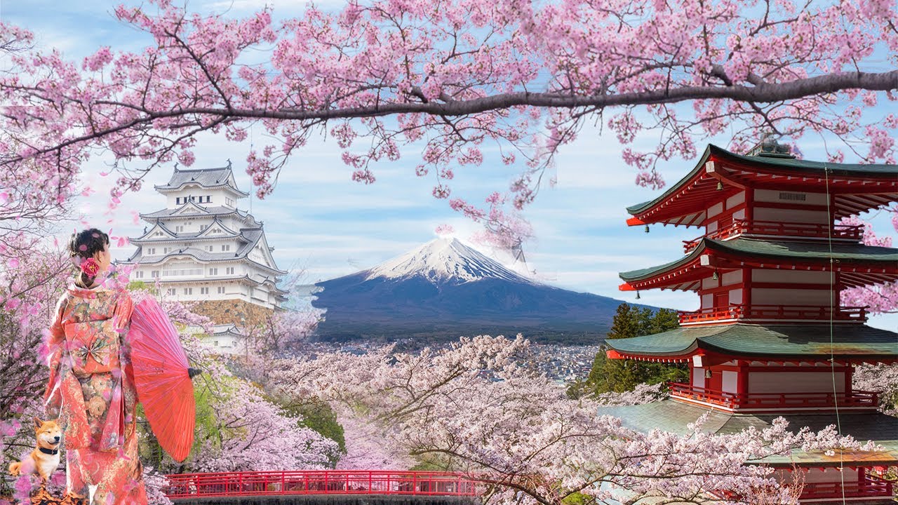 Cách vẽ hoa anh đào Nhật Bản đẹp