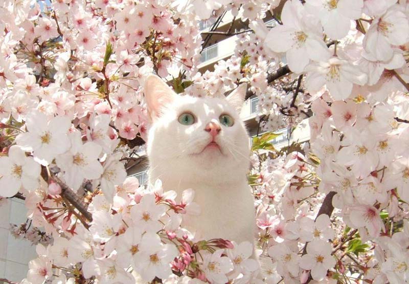 Du học Nhật Bản để ngắm hoa anh đào