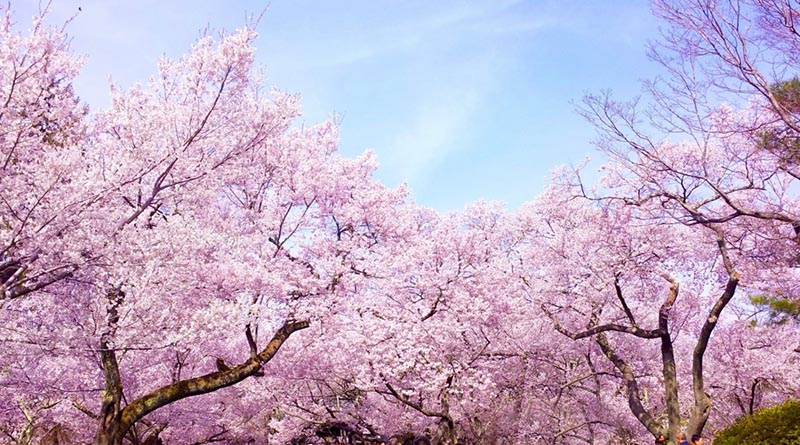 Hình ảnh đẹp về hoa anh đào Nhật Bản