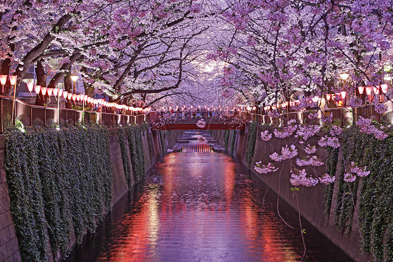 Hoa anh đào đẹp nhất Nhật Bản nở trên dòng sông phẳng lặng