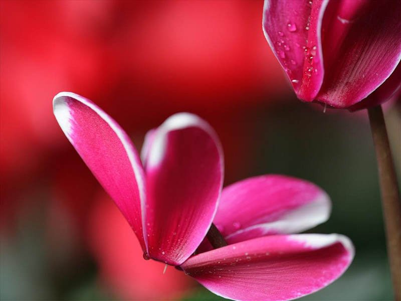 50+ Hình ảnh hoa Anh Thảo - Tổng hợp những hình ảnh hoa Anh Thảo đẹp nhất