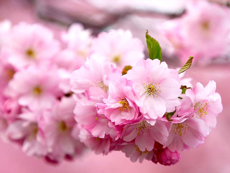 Những chùm hoa anh đào Nhật bản nở rộ kiêu sa